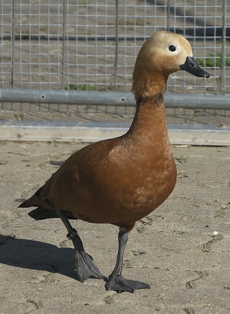 这与许多运